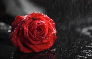 red rose in rain